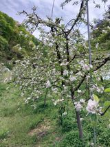 팜모닝 사과·영농일지 게시글 이미지