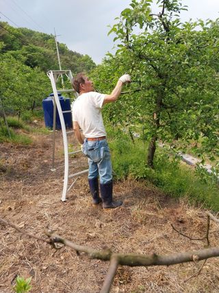 시금치14692님의 사과 · 영농일지 작성글 사진
