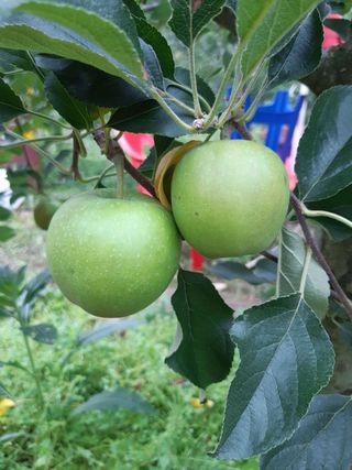 시금치14692님의 사과 · 영농일지 작성글 사진