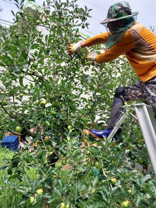 시금치14692님의 사과 · 영농일지 작성글 사진