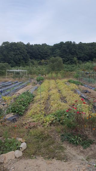 이춘기님의 들깨 · 영농일지 작성글 사진