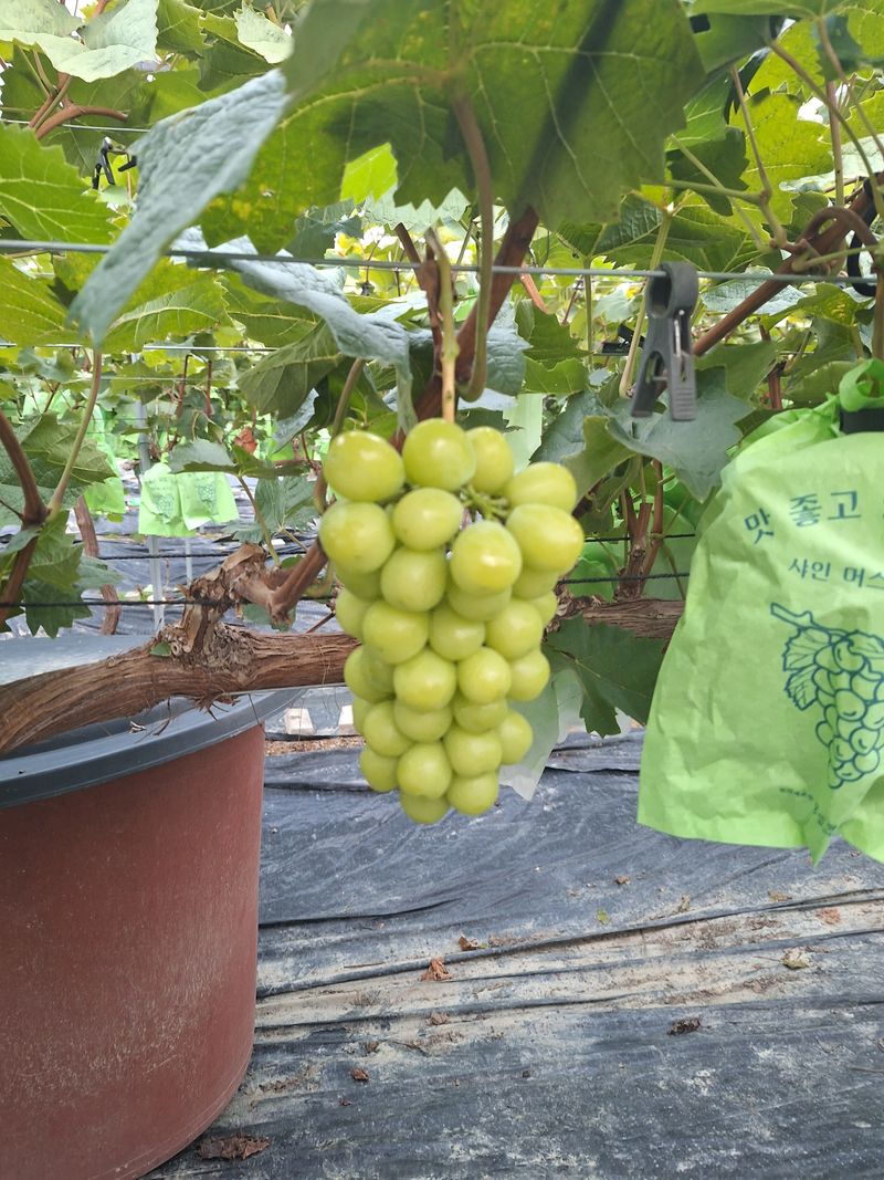 박종필님의 장터 판매 상품 [샤인머스캣] 첨부 사진