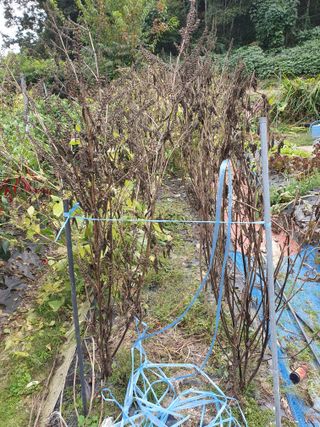 함영숙 님의 들깨 · 영농일지 작성글 사진