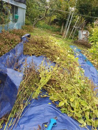 함영숙 님의 들깨 · 영농일지 작성글 사진