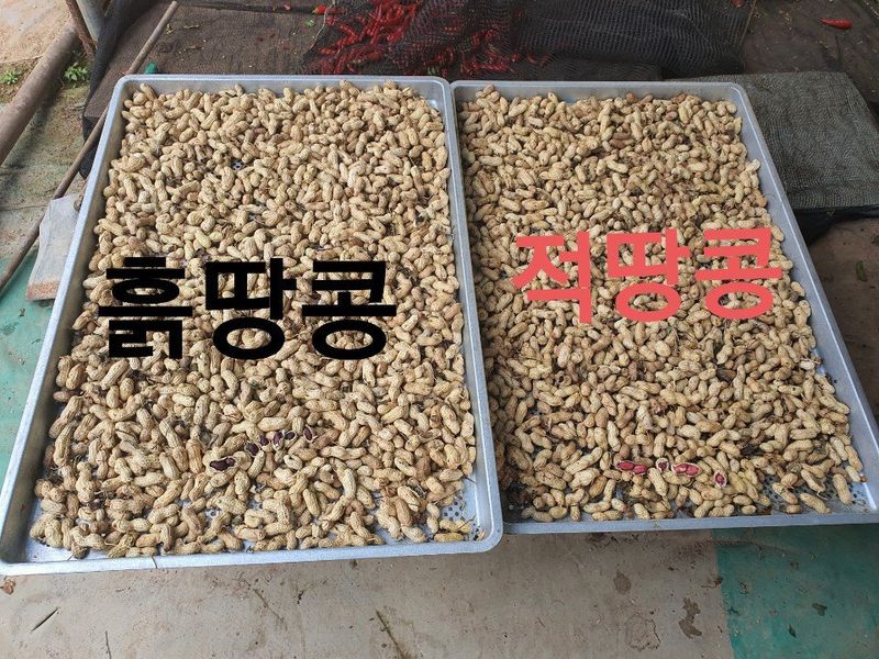 장터 상품 [빨강피생땅콩] 썸네일