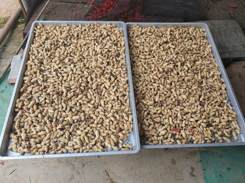 수랏간 농원 안승호님의 장터 판매 상품 [빨강피생땅콩] 첨부 사진