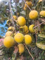 팜모닝 감·영농일지 게시글 이미지