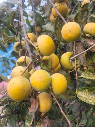 둥근마지기님의 감 · 영농일지 작성글 사진