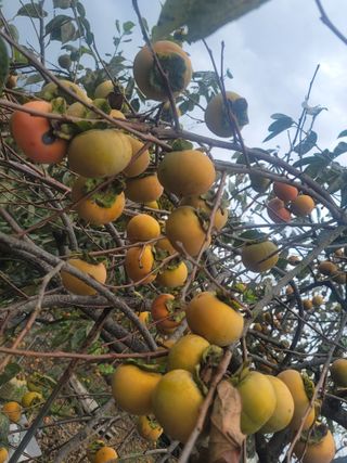 둥근마지기님의 감 · 영농일지 작성글 사진