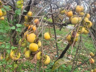 둥근마지기님의 감 · 영농일지 작성글 사진