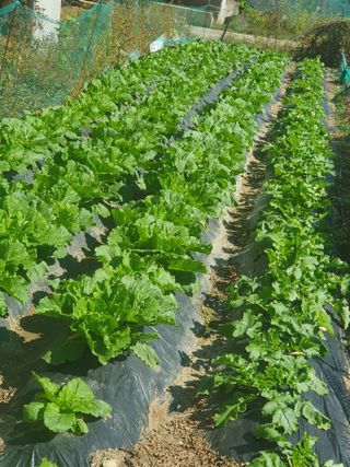 황정호님의 배추 · 영농일지 작성글 사진