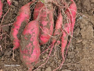 공주유구 구계박만호님의 자유주제 · 자유게시판 작성글 사진