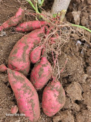 공주유구 구계박만호님의 자유주제 · 자유게시판 작성글 사진
