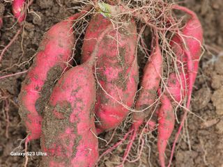 공주유구 구계박만호님의 자유주제 · 자유게시판 작성글 사진