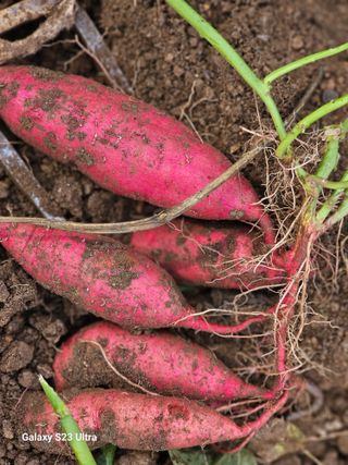 공주유구 구계박만호님의 자유주제 · 자유게시판 작성글 사진