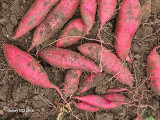 공주유구 구계박만호님의 자유주제 · 자유게시판 작성글 사진