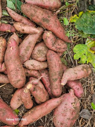 공주유구 구계박만호님의 자유주제 · 자유게시판 작성글 사진