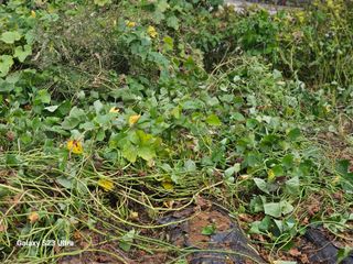 공주유구 구계박만호님의 자유주제 · 자유게시판 작성글 사진