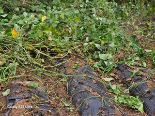 공주유구 구계박만호님의 자유주제 · 자유게시판 작성글 사진