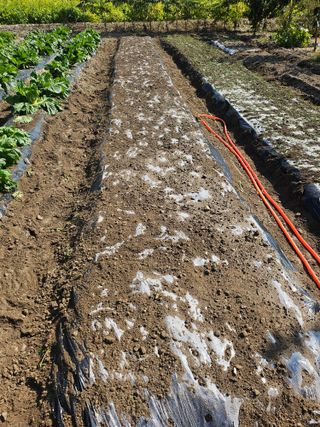 금산농장초보님의 마늘 · 영농일지 작성글 사진