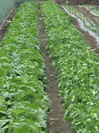 시골농부배짱이님의 배추 · 영농일지 작성글 사진