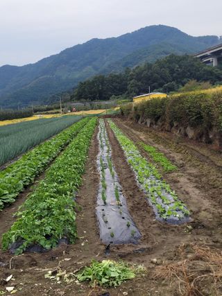 시골농부배짱이님의 배추 · 영농일지 작성글 사진