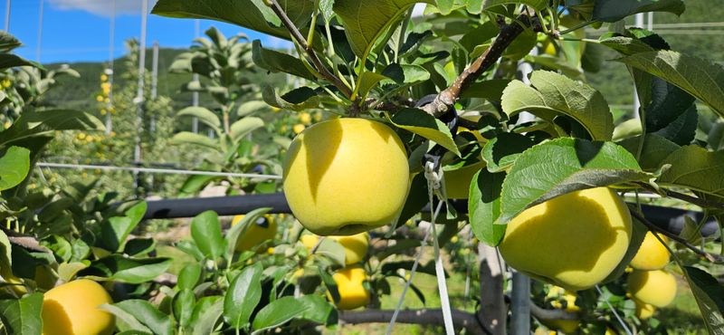 장터 상품 [시나노골드 선물용 5kg(14과) ] 썸네일