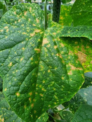 기본에 충실님의 오이 · 병해충상담 작성글 사진