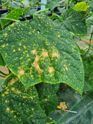 기본에 충실님의 오이 · 병해충상담 작성글 사진