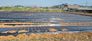 김종영_군산솔라팜님의 마늘 · 영농일지 작성글 사진