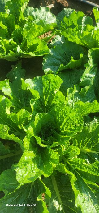 양파링님의 배추 · 영농일지 작성글 사진