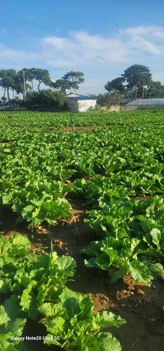 양파링님의 배추 · 영농일지 작성글 사진