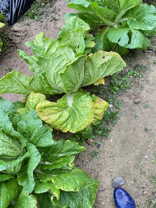 원영님의 자유주제 · 자유게시판 작성글 사진