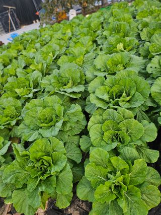 처마밑에추녀님의 자유주제 · 자유게시판 작성글 사진