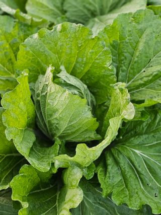 처마밑에추녀님의 자유주제 · 자유게시판 작성글 사진