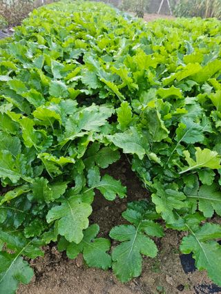 처마밑에추녀님의 자유주제 · 자유게시판 작성글 사진