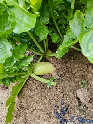 처마밑에추녀님의 자유주제 · 자유게시판 작성글 사진