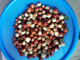 강판술님의 기타작물 · 영농일지 작성글 사진