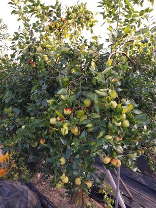 강판술님의 기타작물 · 영농일지 작성글 사진