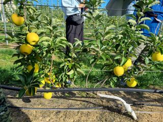 정현숙님의 사과 · 영농일지 작성글 사진