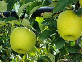 정현숙님의 사과 · 영농일지 작성글 사진