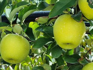 정현숙님의 사과 · 영농일지 작성글 사진