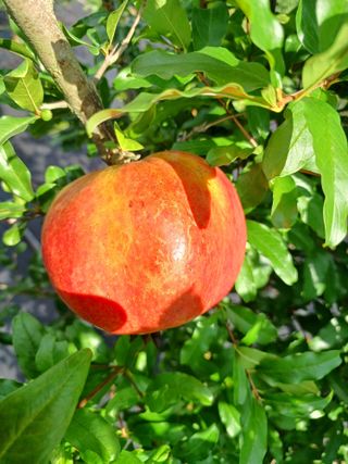 행운목(이옥도)님의 기타작물 · 영농일지 작성글 사진