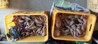 강신춘님의 고구마 · 영농일지 작성글 사진