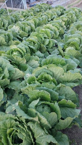 알 수 없음님의 배추 · 영농일지 작성글 사진