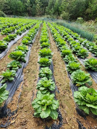 황철환님의 배추 · 영농일지 작성글 사진