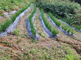 황철환님의 배추 · 영농일지 작성글 사진