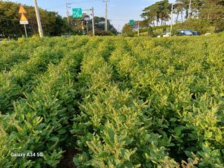 홍순오님의 들깨 · 영농일지 작성글 사진