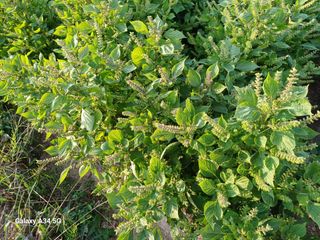 홍순오님의 들깨 · 영농일지 작성글 사진