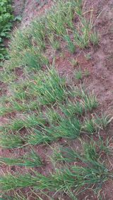 팜모닝 파·영농일지 게시글 이미지